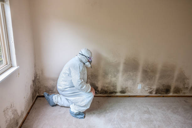York, NE Mold Removal Company