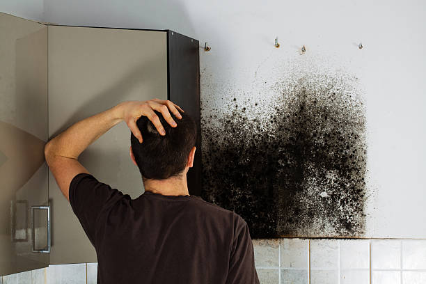 Best Attic Mold Removal  in York, NE